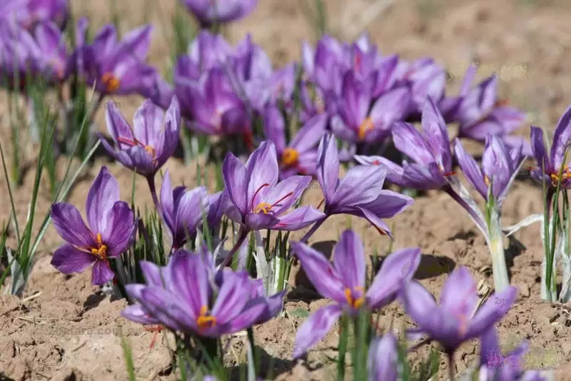 مزایا و معایب هزینه‌های کشت زعفران در گلخانه